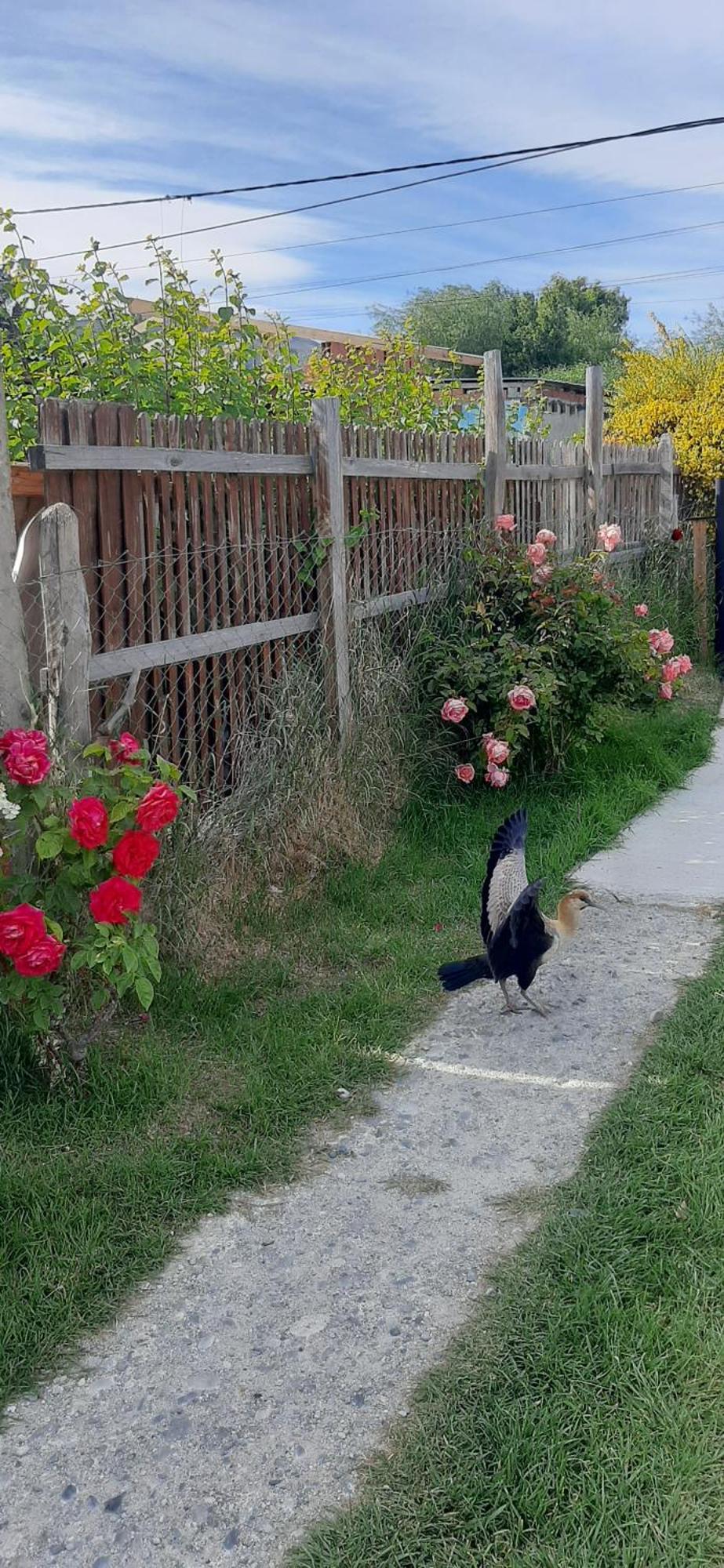 Apartament Departamentos Mawer El Calafate Zewnętrze zdjęcie