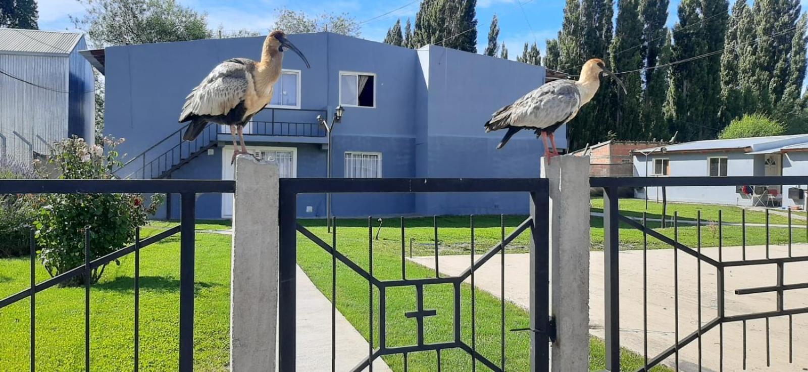 Apartament Departamentos Mawer El Calafate Zewnętrze zdjęcie